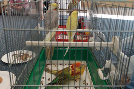 Papugi w przedszkolu